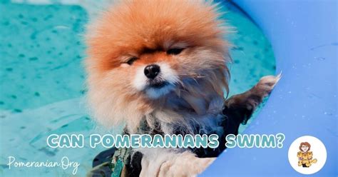 Can Pomeranians Swim? And Why Do They Love Watermelon So Much?