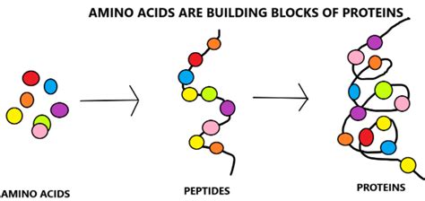 The Building Block to Protein is Called: A Journey Through Amino Acids and Beyond